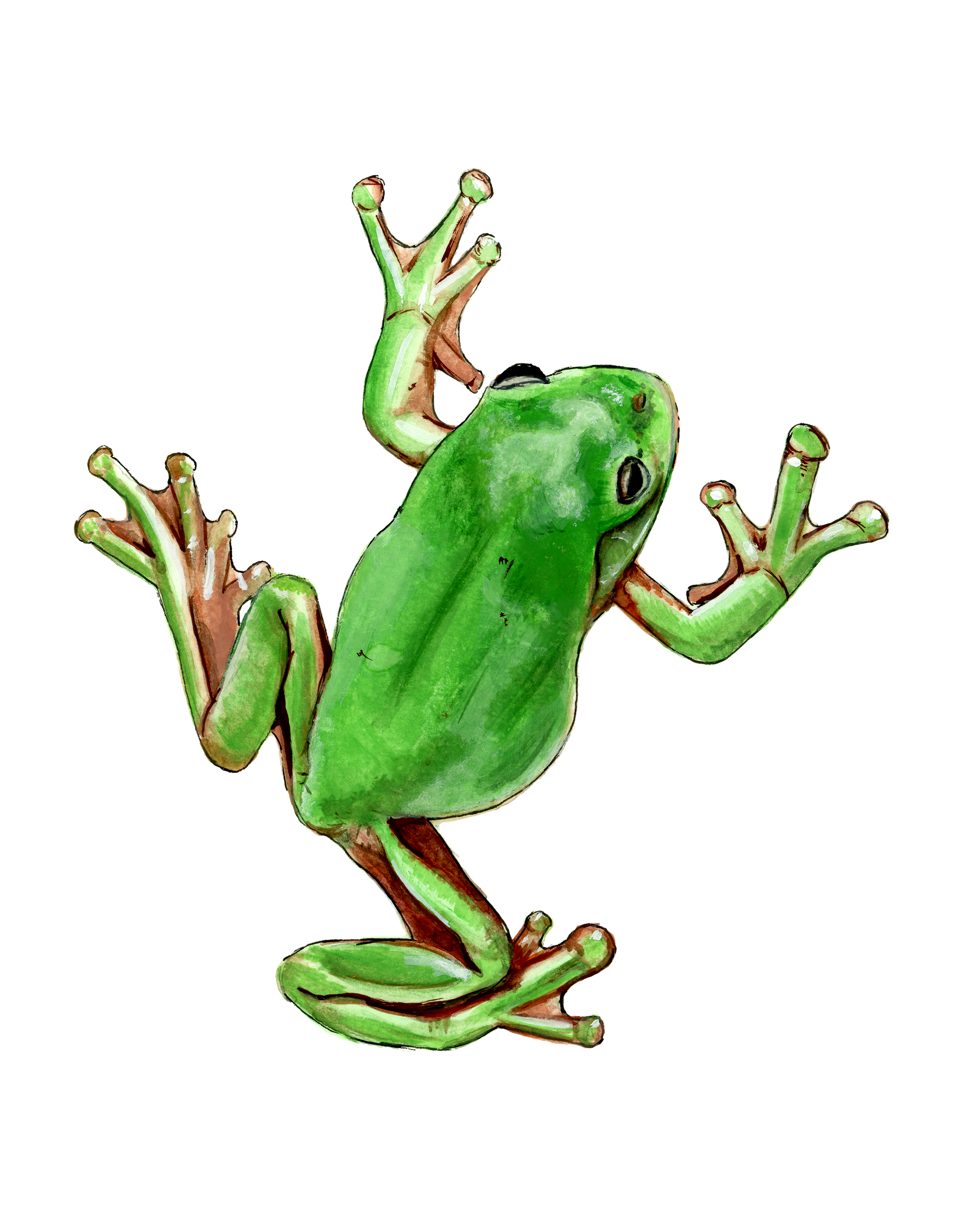Tree Frog Print.png