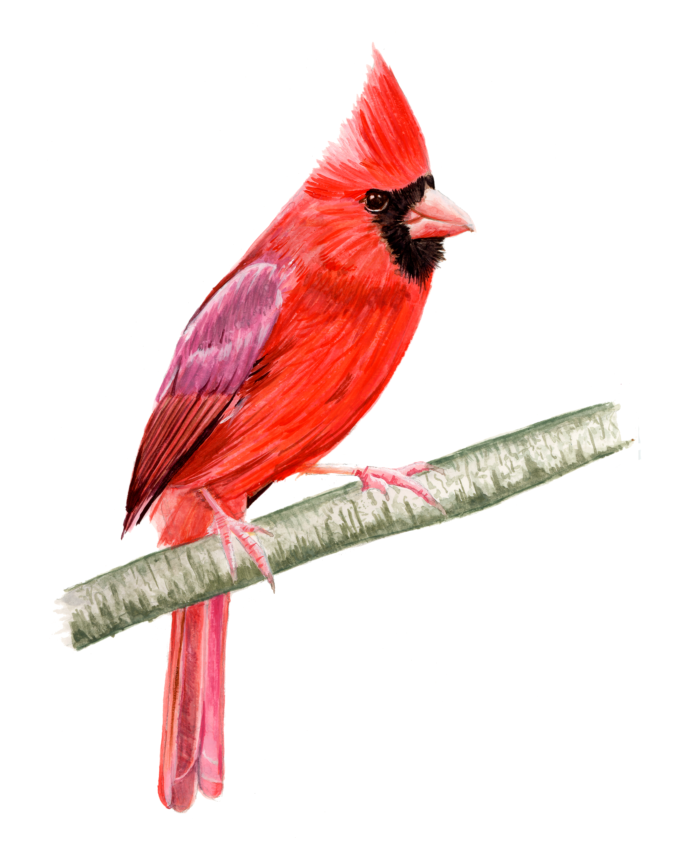 Cardinal-Print.png