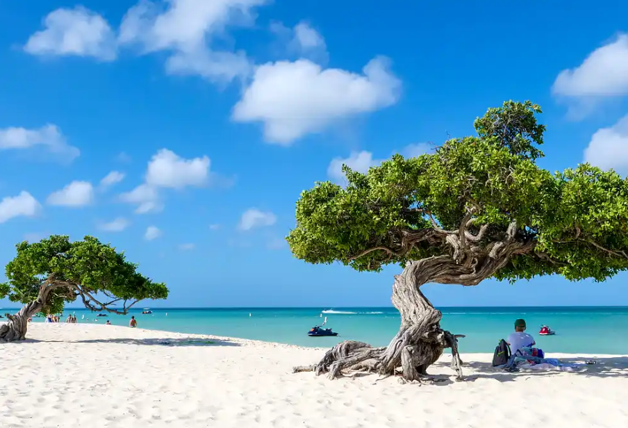 Gnarled trees on Eagle Beach, Aruba
