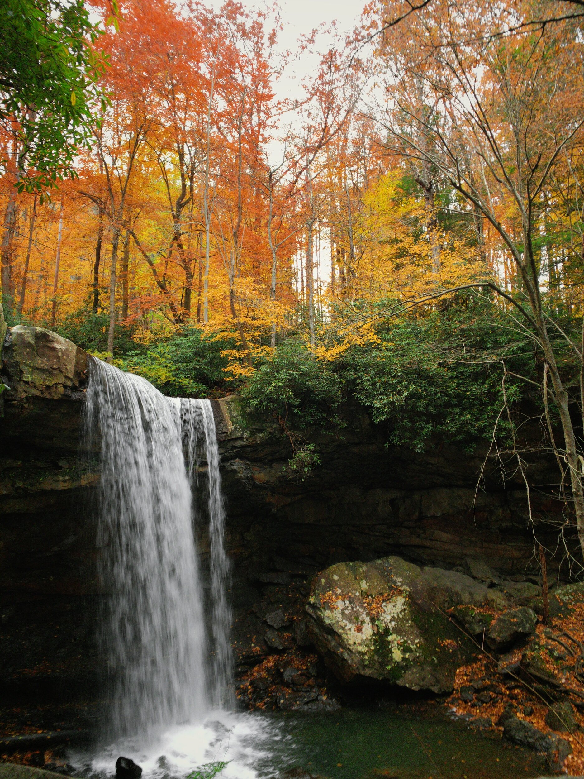 AUTUMN REJUVENATION (AKA FALL CLEANSE)