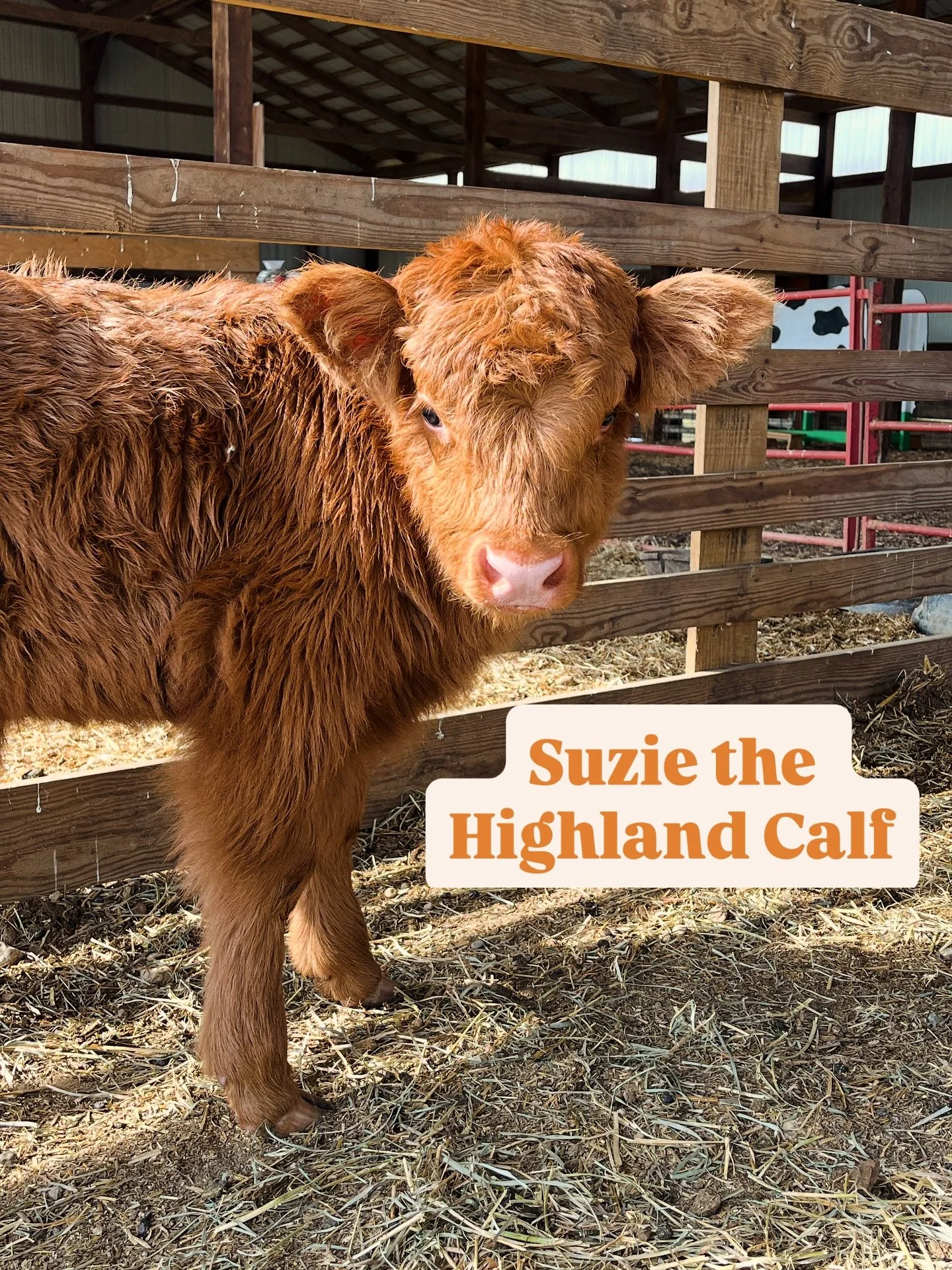 NEW Faces and Activities on the Farm 🆕 

🐮 Suzie the Highland Calf
This little calf is currently being bottle fed and is sure to melt your heart! ❤️ 

🫏 Delilah the Donkey
Only a few months old, Delilah is one of the sweetest animals on the farm a