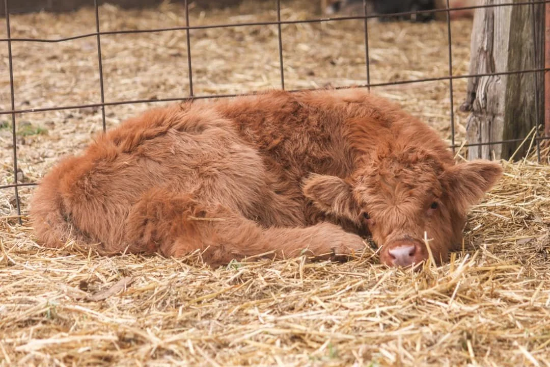 RECORD DAY ON THE FARM!! 🙌

A picturesque fall day brought a record number of guests to the farm and Suzie the Highland calf is worn out! 🐮😴

HUGE thank you to everyone that came out to the farm and enjoyed such a beautiful fall day with us! We ho