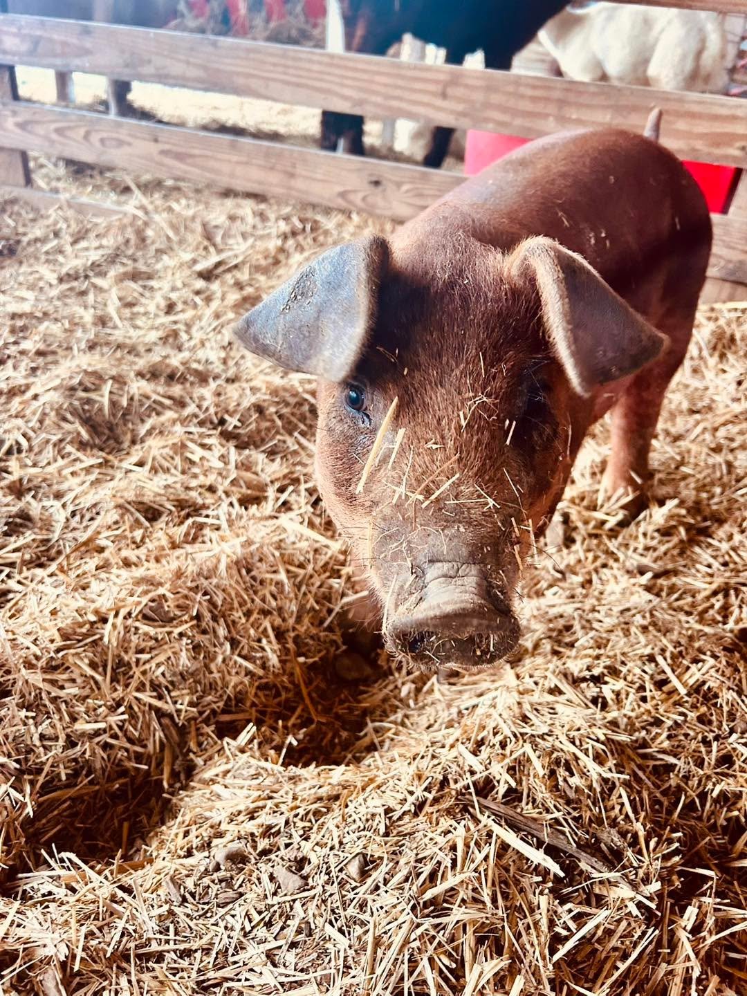 FARM OPEN TODAY October 11th from 12-6:30 📣

The piggies and all their friends in the animal barn are up and at 'em on this cloudy fall morning! 🐽 They would love to make some new friends today and hope that you can make it out to say hi! 👋 Don't 