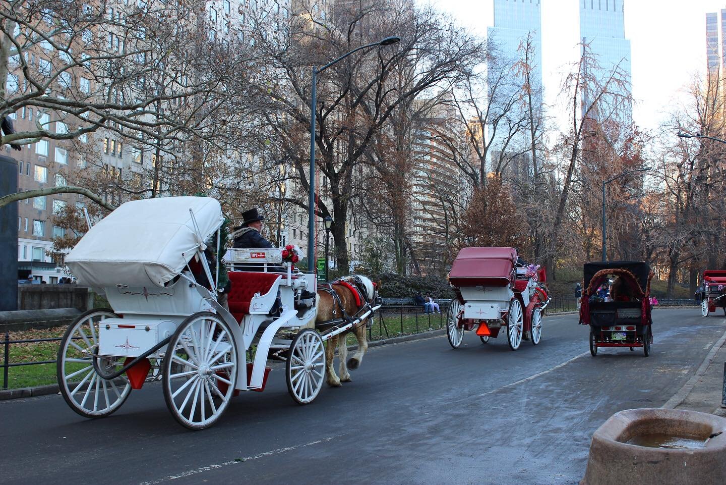 A gentle passage through the iconic Central Park. 🌳

#CentralPark #NewYork #NewYorker #NewYorkCity #NewYorkLocals #Horses #HorseRiding #HorseAndCarriageRide #HorseAndCarriage #Manhattan #NewYorkTourist #ExploreCentralPark #CentralParkAdventure #NewY