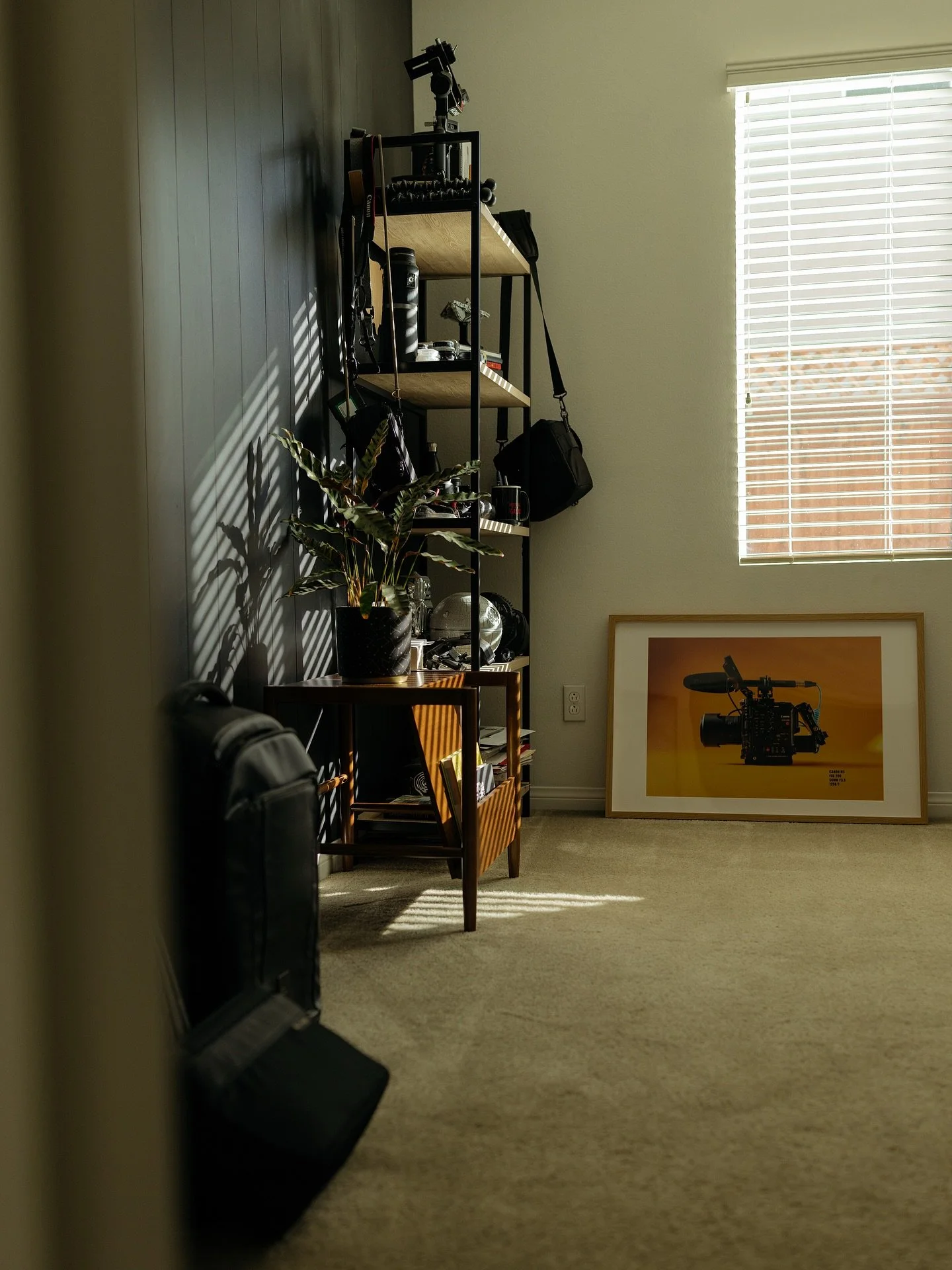 Morning sunshine on the plant 🌱