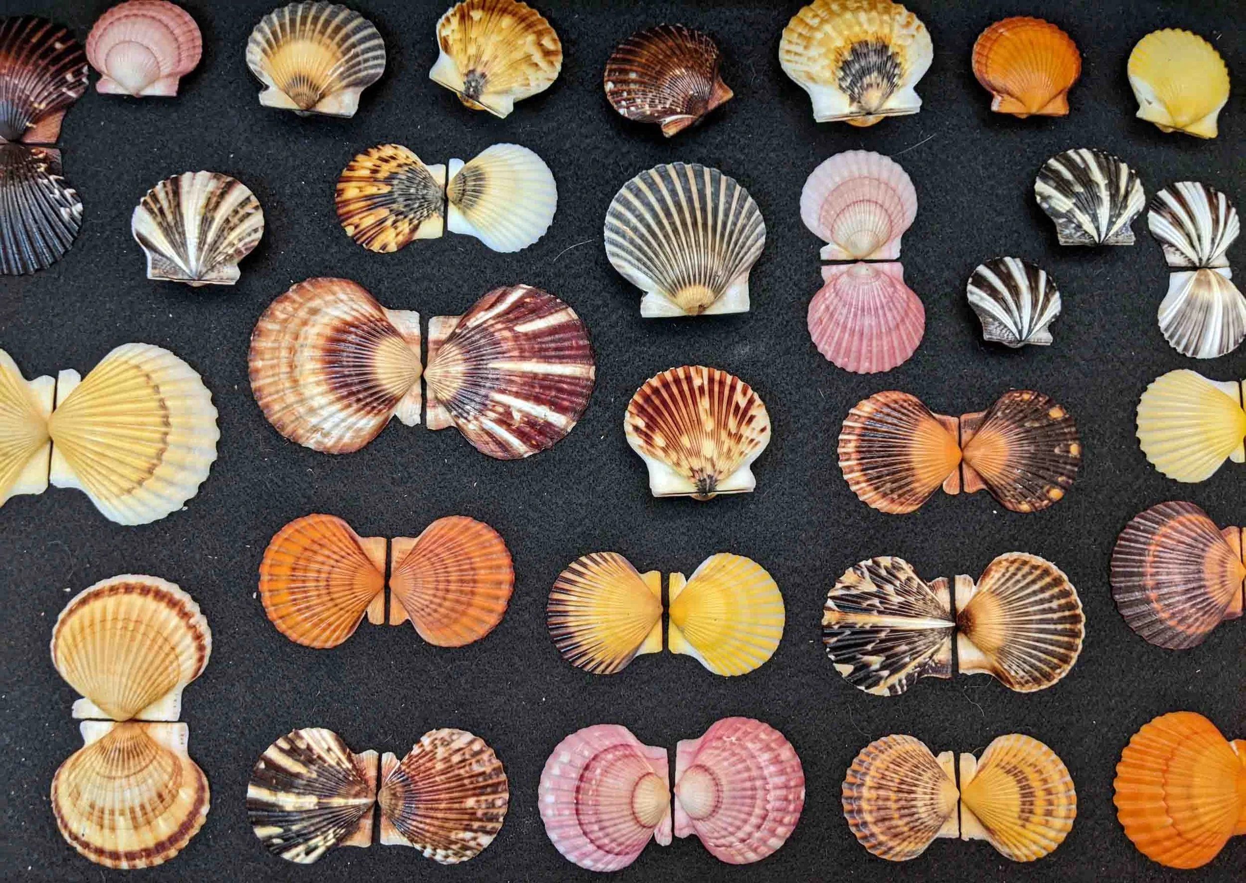 The Boston Malacological Club