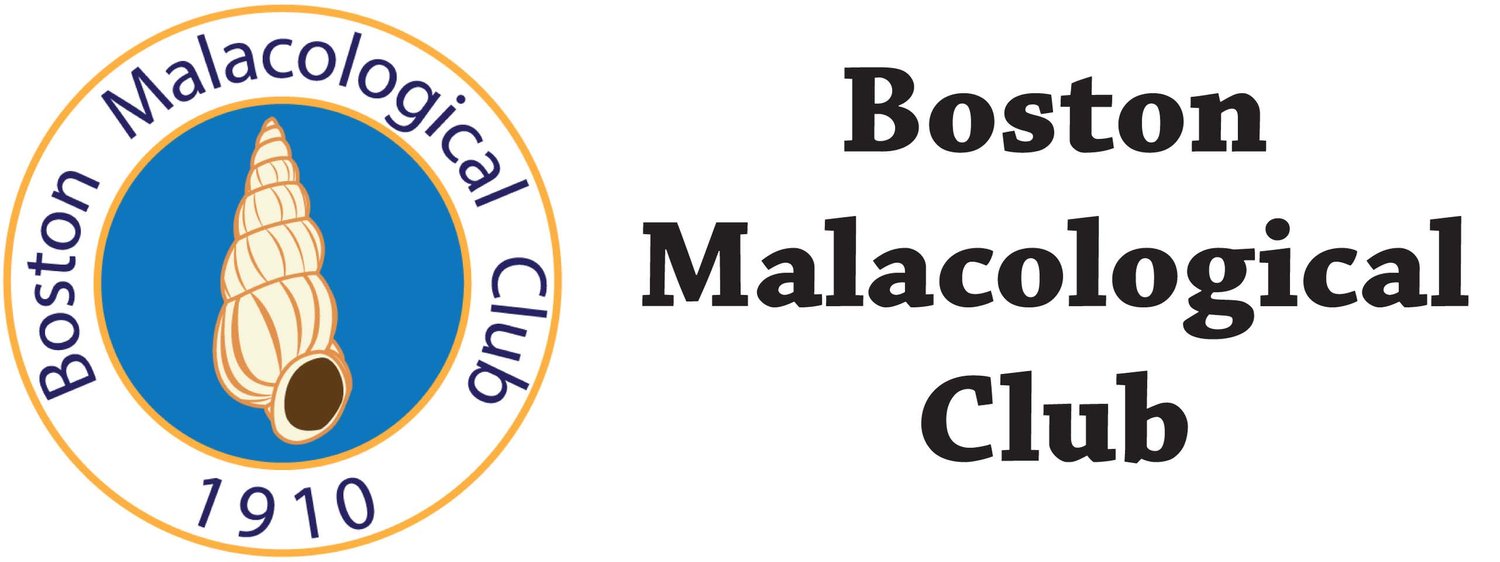 The Boston Malacological Club