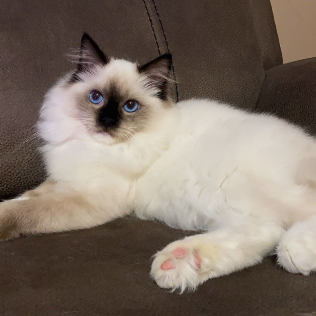 Ragdoll kittens, TICA registered, tradionals, mink, seal, blue, solids, Ragdoll  kittens for sale