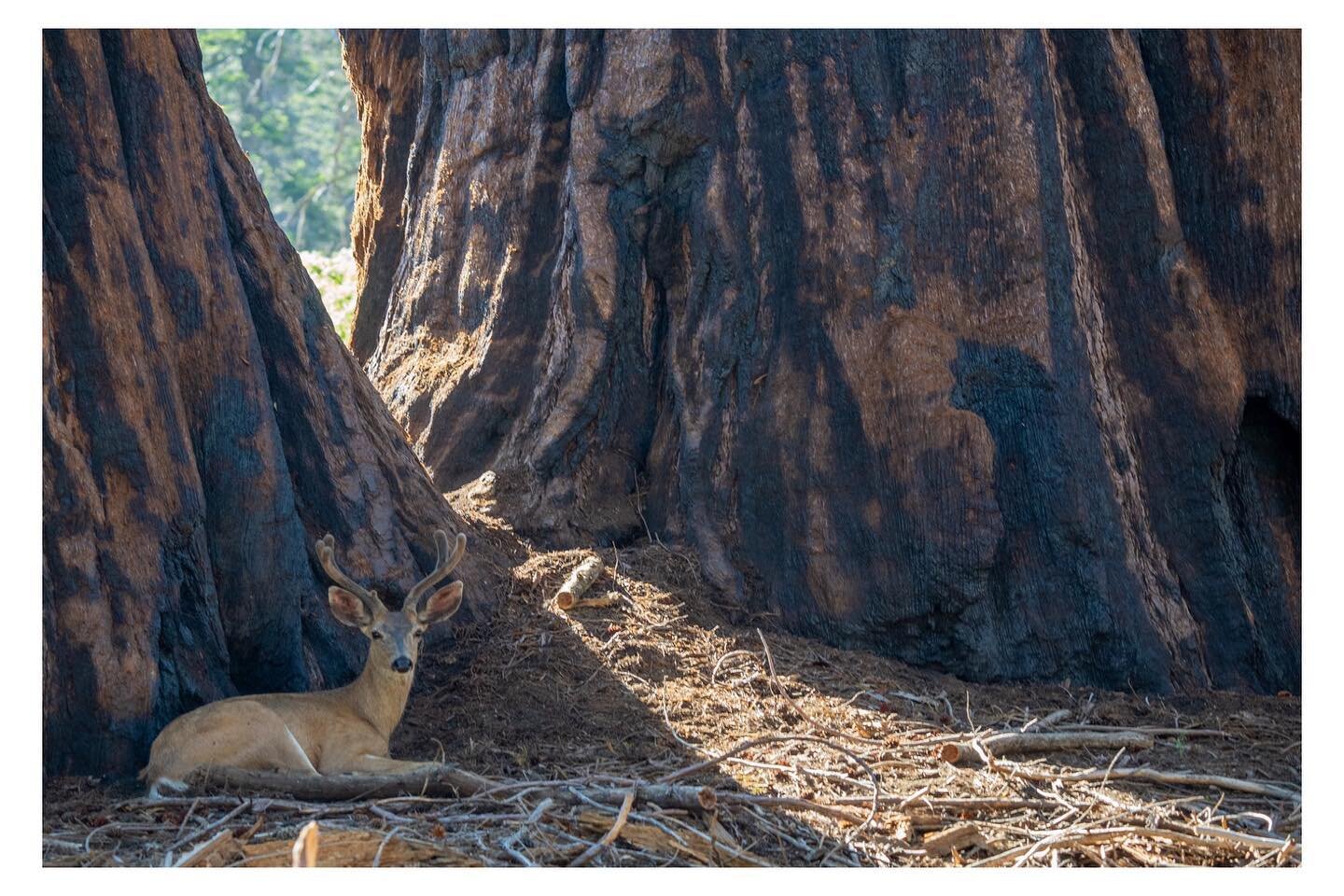 Sequoia National Park. Trees were big
&bull;
&bull;
&bull;
#sequioa #nationalpark #trees #wildlifephotography #travel #nature #explore #adventure #photgraphy #life #earth #sealife #wildlife #sonyalpha