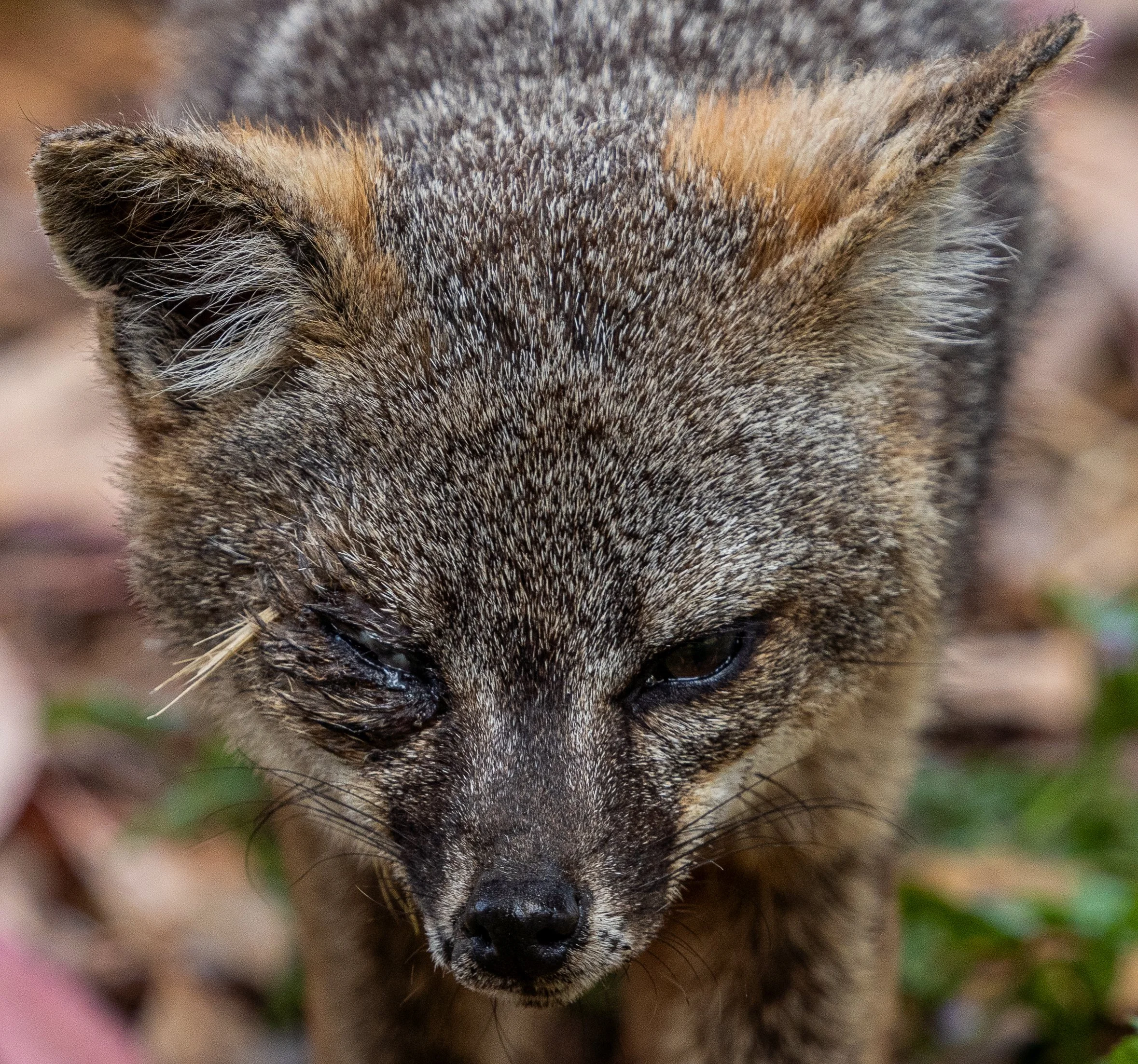 Island Fox