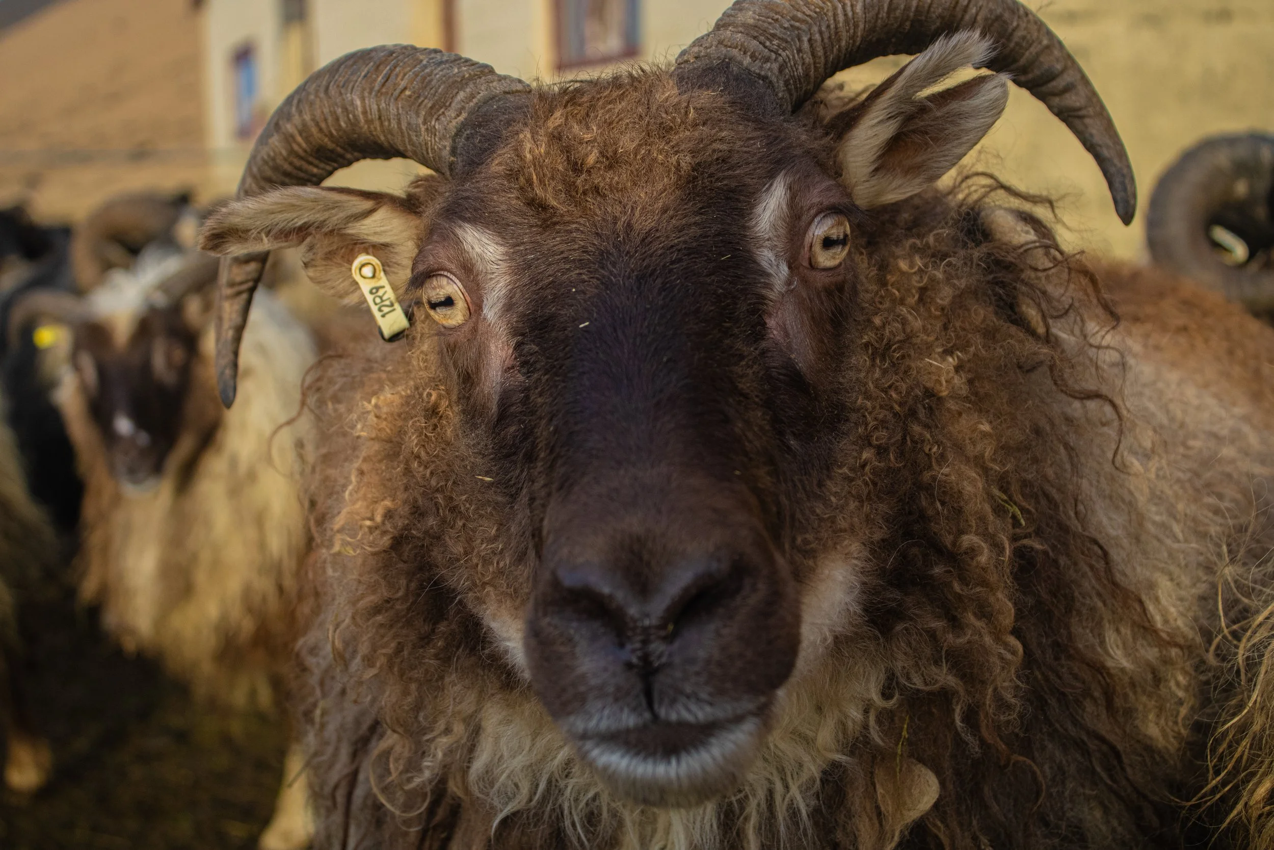 Baaaaa