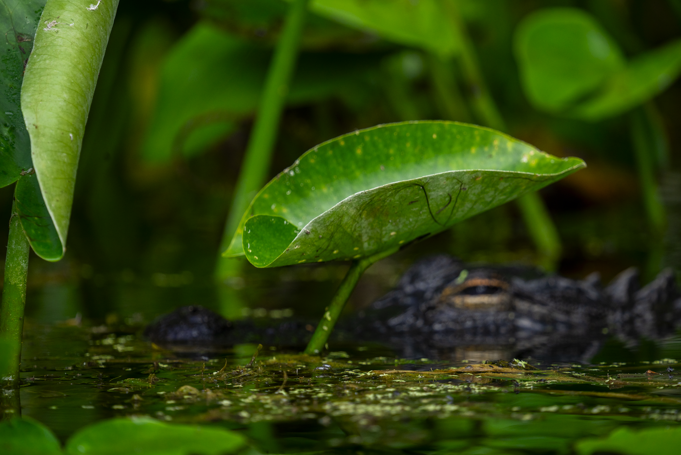 Screenshot 2024-01-08 at 4.04.50 PM.png