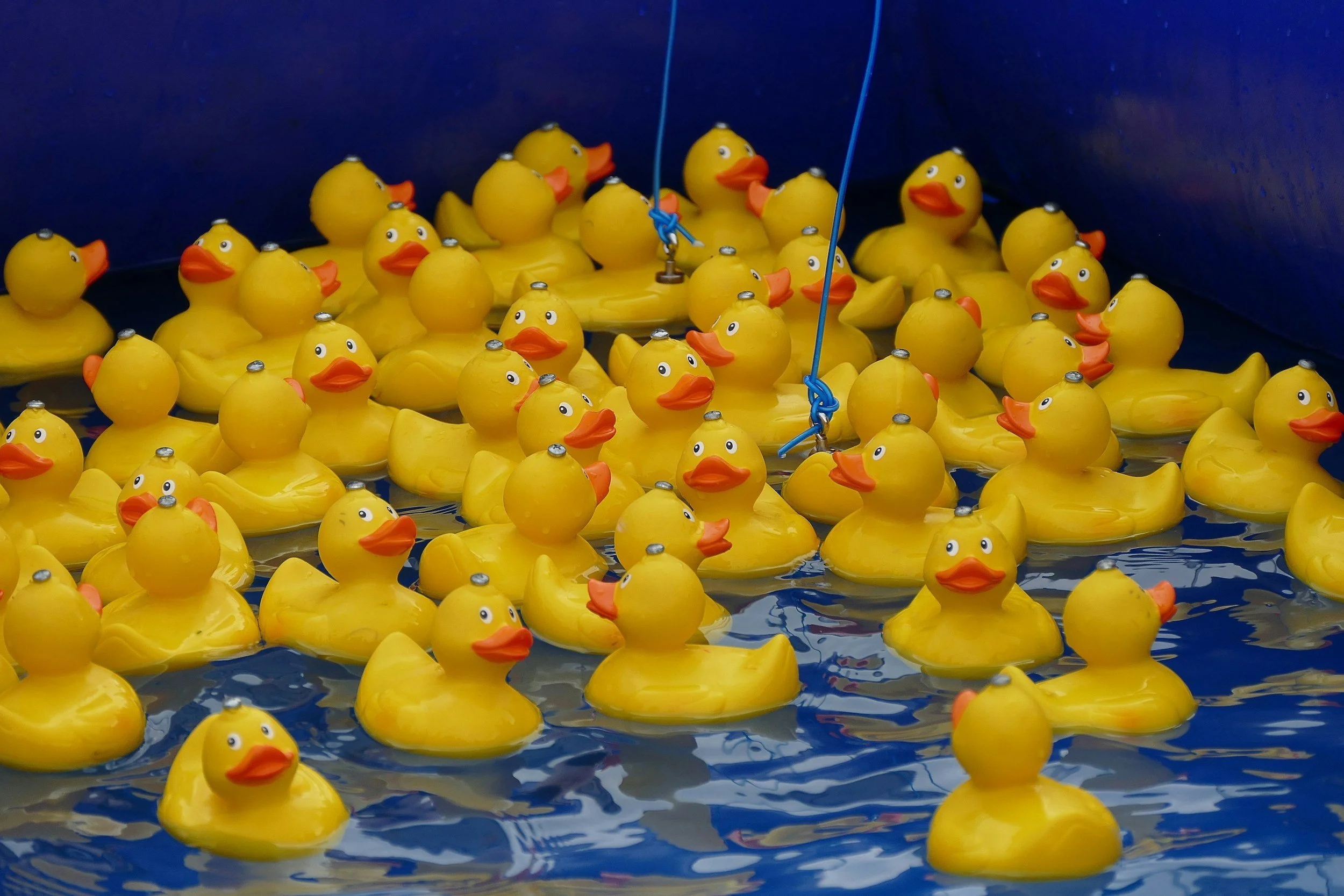 A large group of yellow rubber ducks floating on water, many with orange beaks and cartoonish eyes, some with small metal coins on their heads, in a dark blue enclosure.