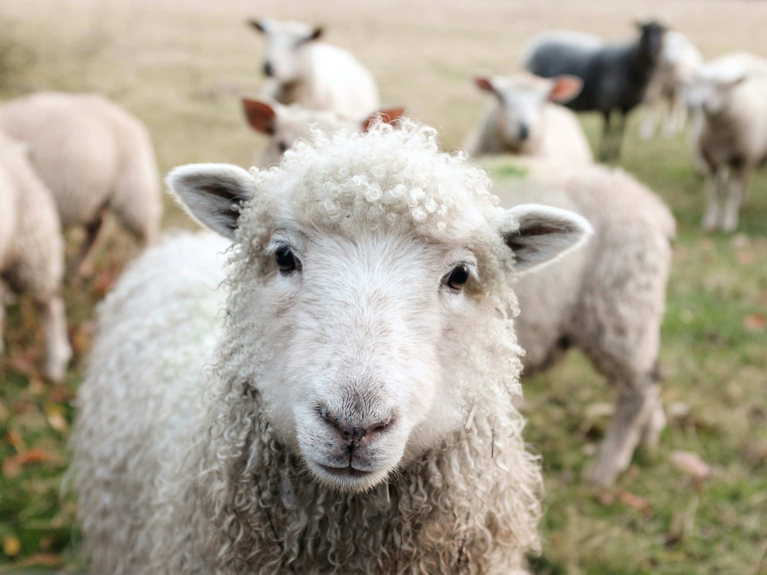Close-up of a baby sheep with curly wool, with a group of other sheep in the background on a farm or pasture.