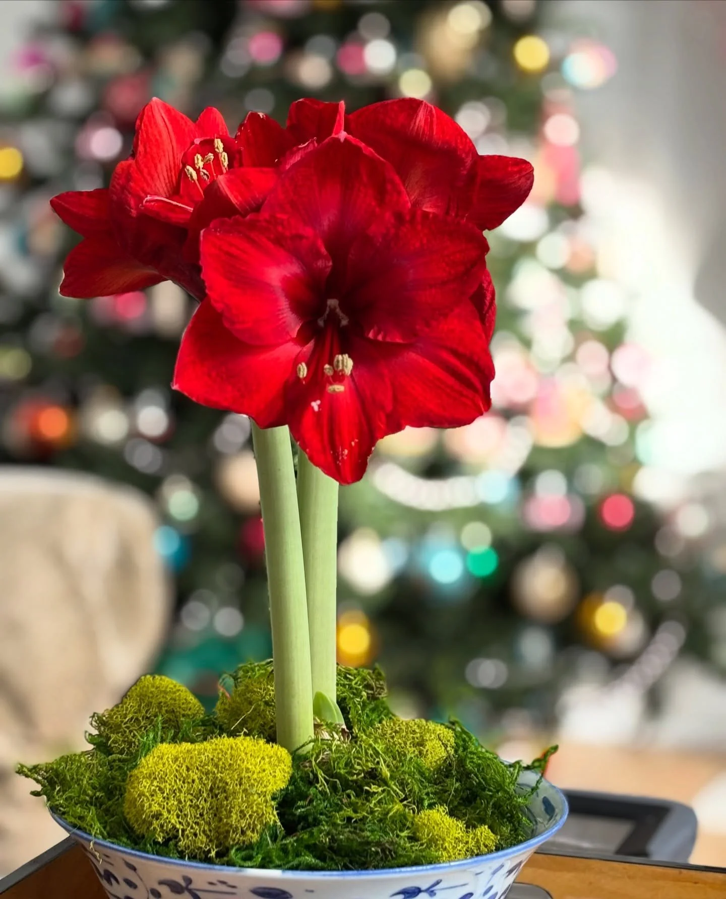There&rsquo;s something about the holidays that makes me cling tightly to traditions. The amaryllis by the tree, the glow of the lights, the quiet moments in between. These are the little rituals that make the season feel like home.

What are some of
