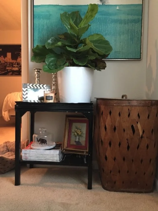 Fiddle Leaf Fig Plant on top of a black thrifted table surrounded by vintage brown woven hamper.
