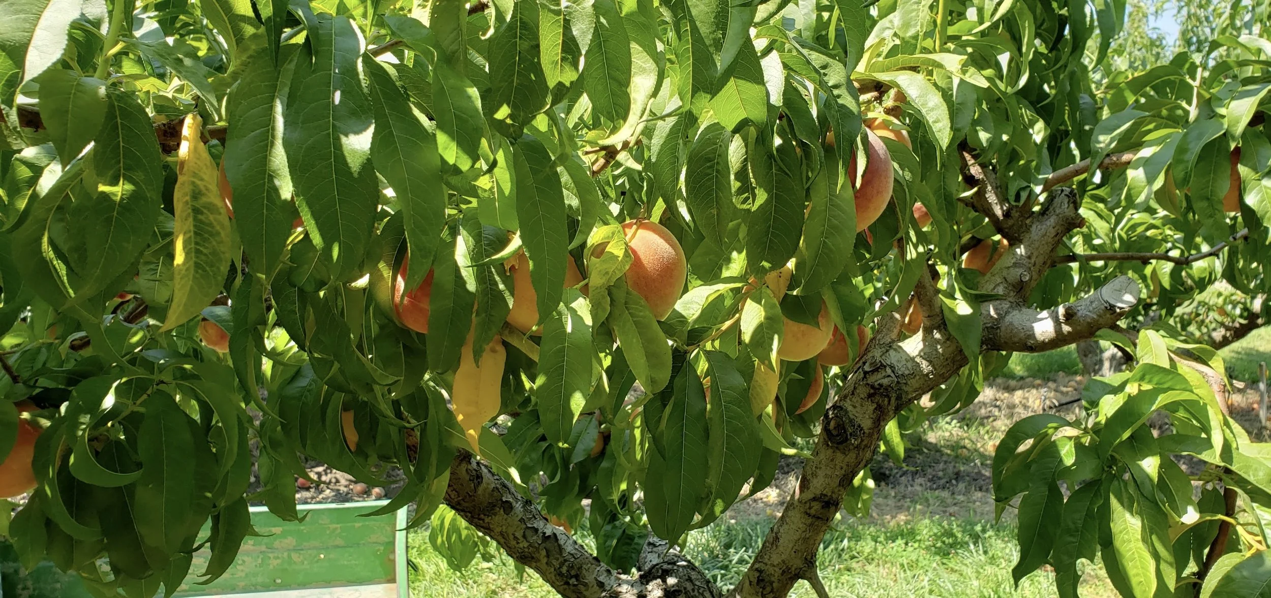 Verhey's Peaches Royal City, WA
