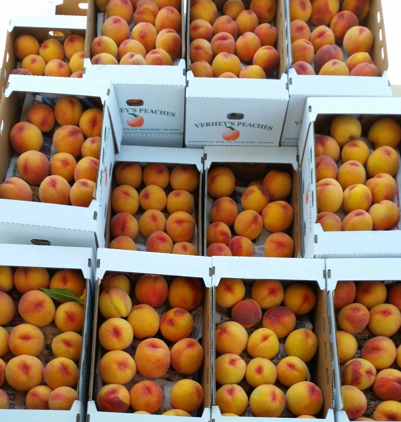 Peach Season is here!!