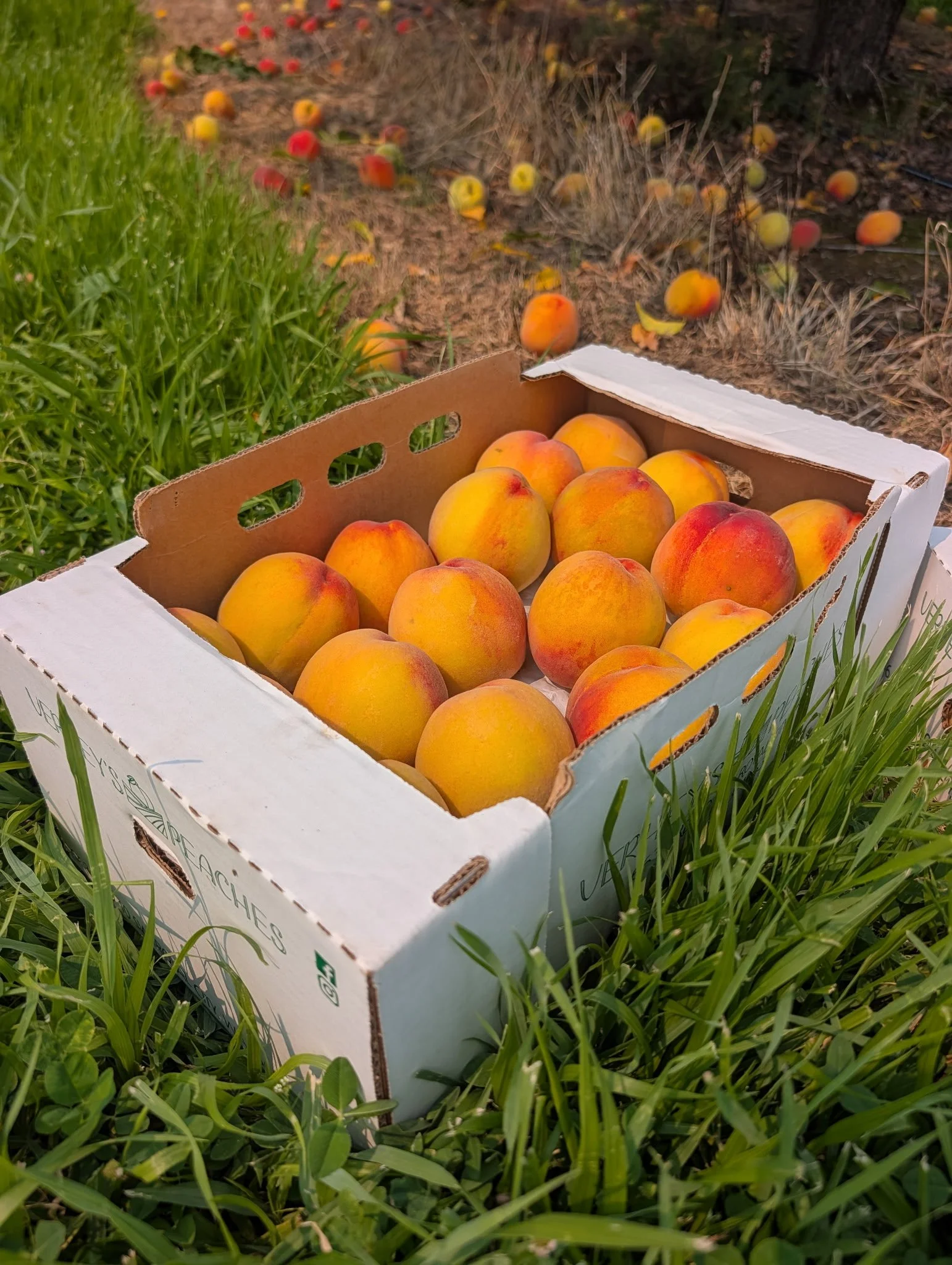 South South Area Peach Delivery