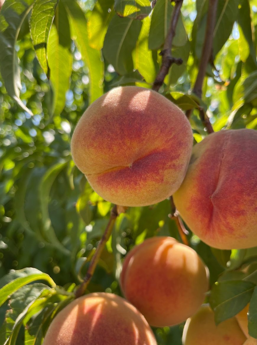 Verhey's Peaches Royal City, WA