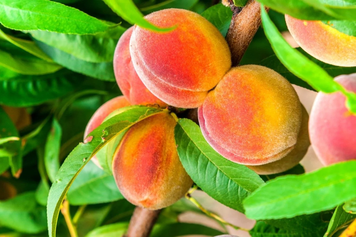 About Us Verhey's Peaches