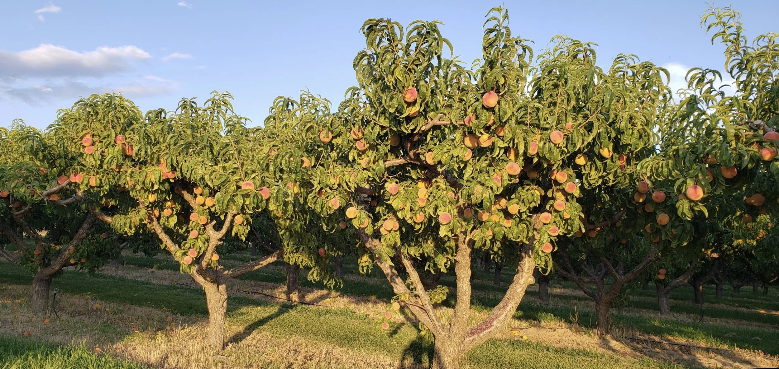 About Us Verhey's Peaches