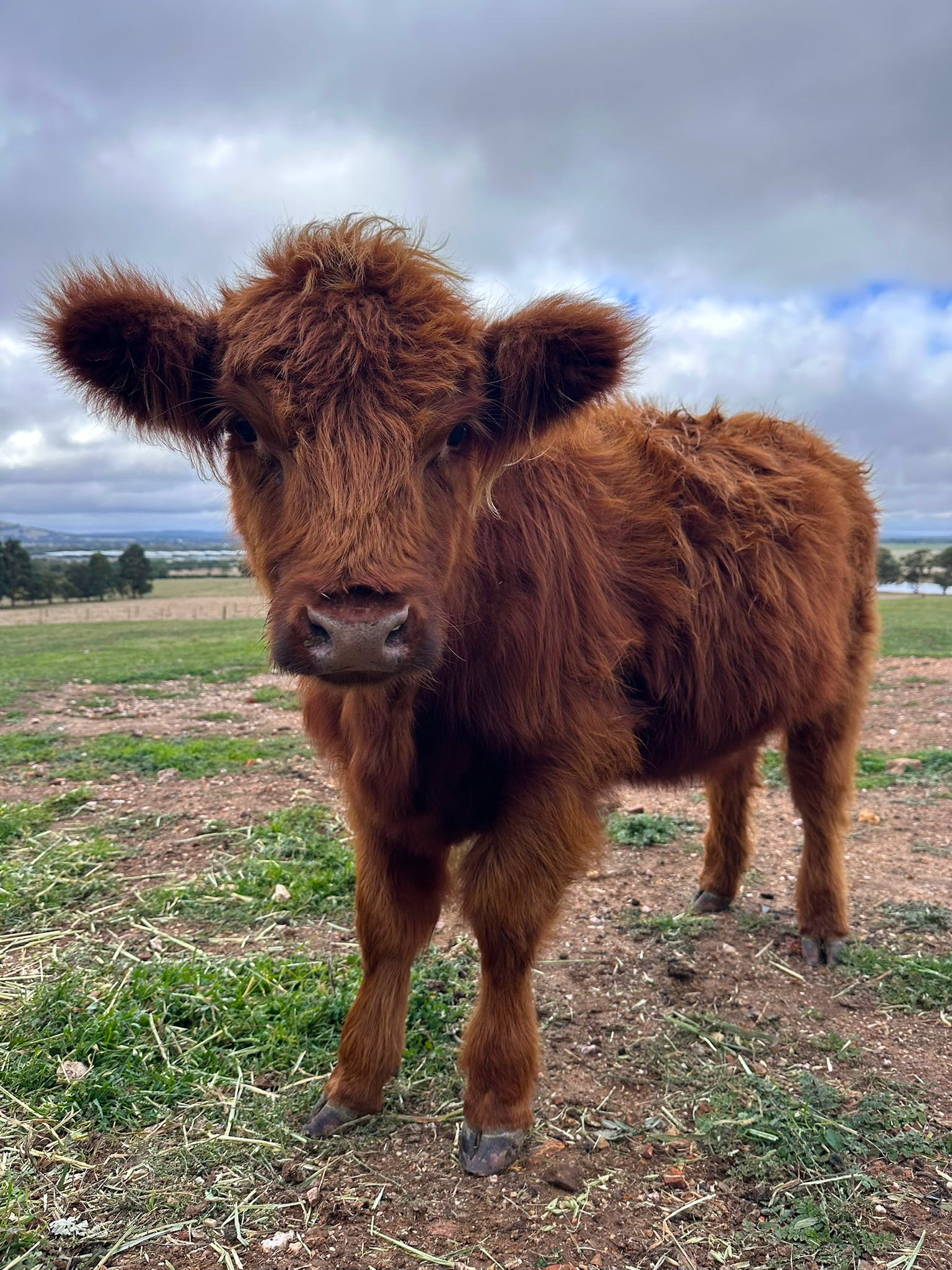 Red Highland Heifer for sale Ballarat | Hayes Girl Highlands