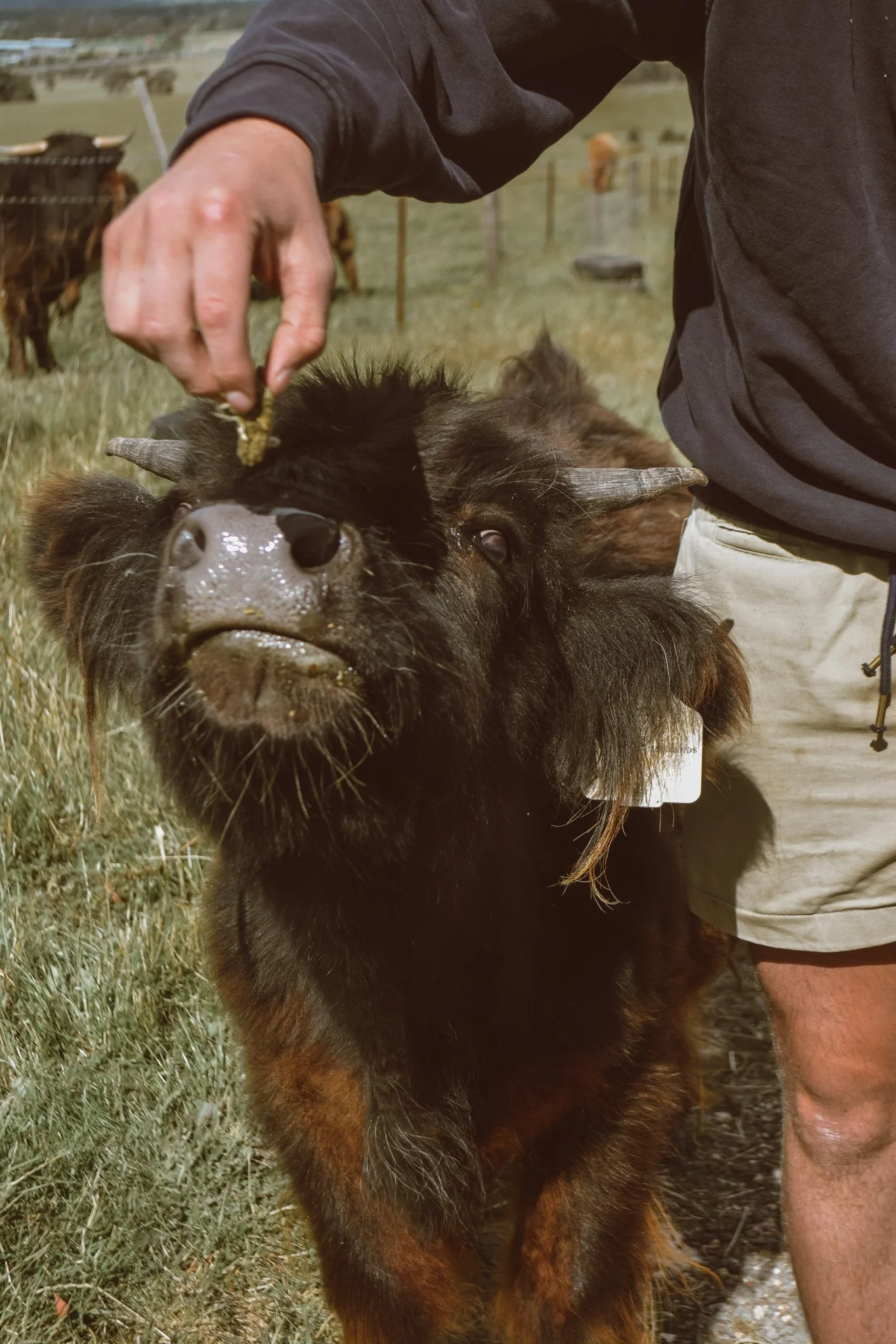 Kevin the Highland cow being hand fed a treat.