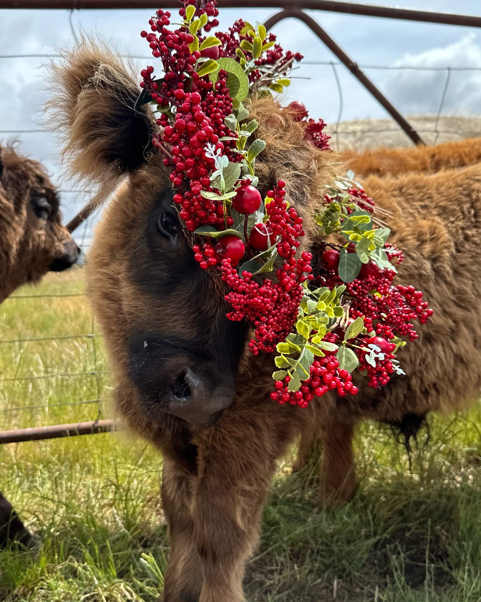 Merry belated Christmas from all of us (cows included) here at Hayes Girl Highlands🎄✨
We wish you a happy and safe holiday season celebrating beautiful family, friends and animals 🐮 🐾
#HappyHolidays #HolidayPets #IWantAHighlandCowForChristmas