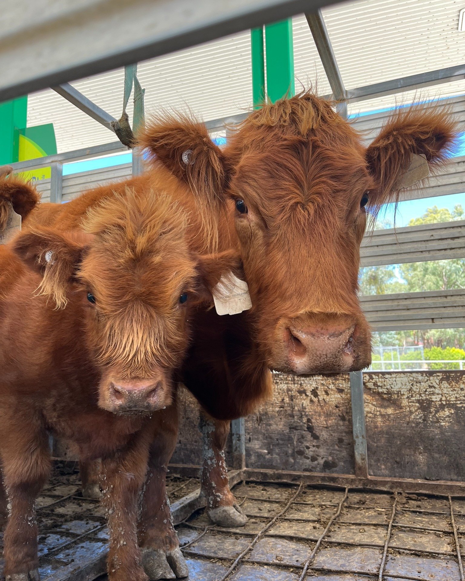 We’re so happy to share that Honey, her calf, and another lovely heifer have gone to a fantastic new home! 🏡✨ It’s always a great feeling knowing our Highlands are off to be loved and cared for by their new owners.
We’ll miss havi