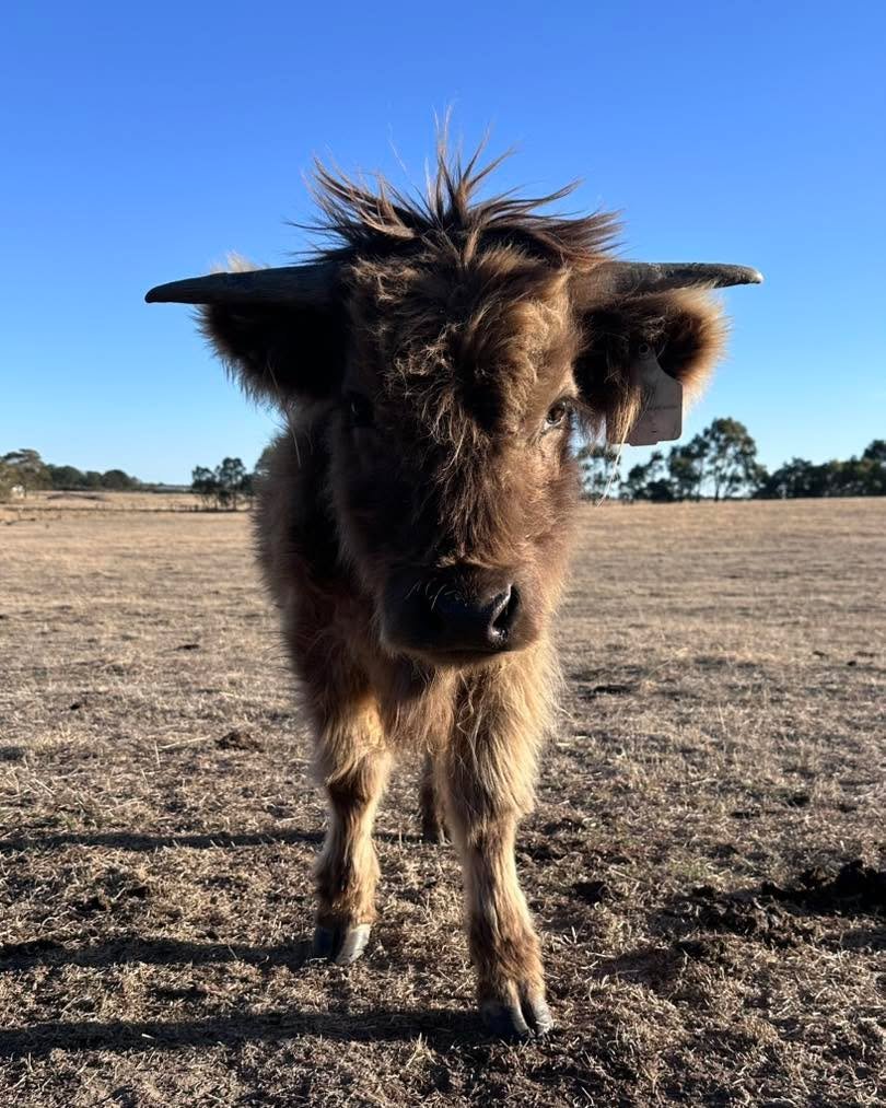 Last week we said goodbye to one of our fluffy babies Ace - now known as ‘Hank’!
It was super exciting to see him off to his new home to receive so much love and so many pats 🐮🤎
#hayesgirlhighlands #newhome #highlandcattle #highland