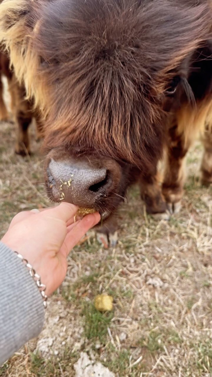 Kevin’s still getting used to this whole ‘eating’ situation!
#Babycowkevin #hayesgirlhighlands #fluffycow