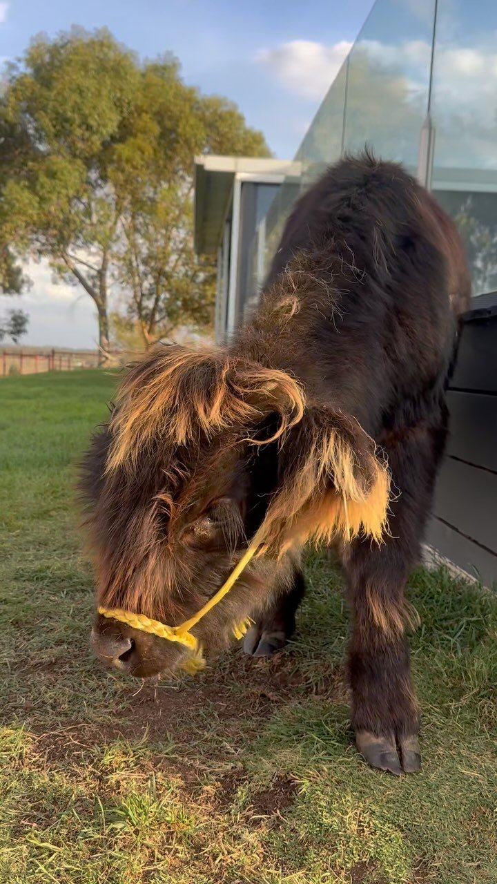 No one tell my mum that a cow is eating her front lawn 🫢🤫
#babycowkevin #fluffycow #highlandcattle #hayesgirlhighlands #lawncare