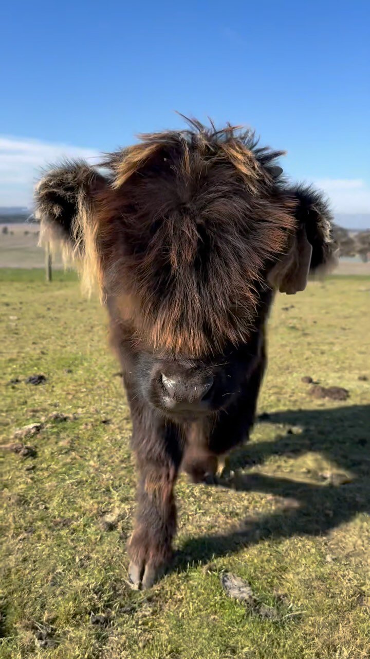 Lil baby Kev 🖤
#highlandcow #lilbabykev #minimoo