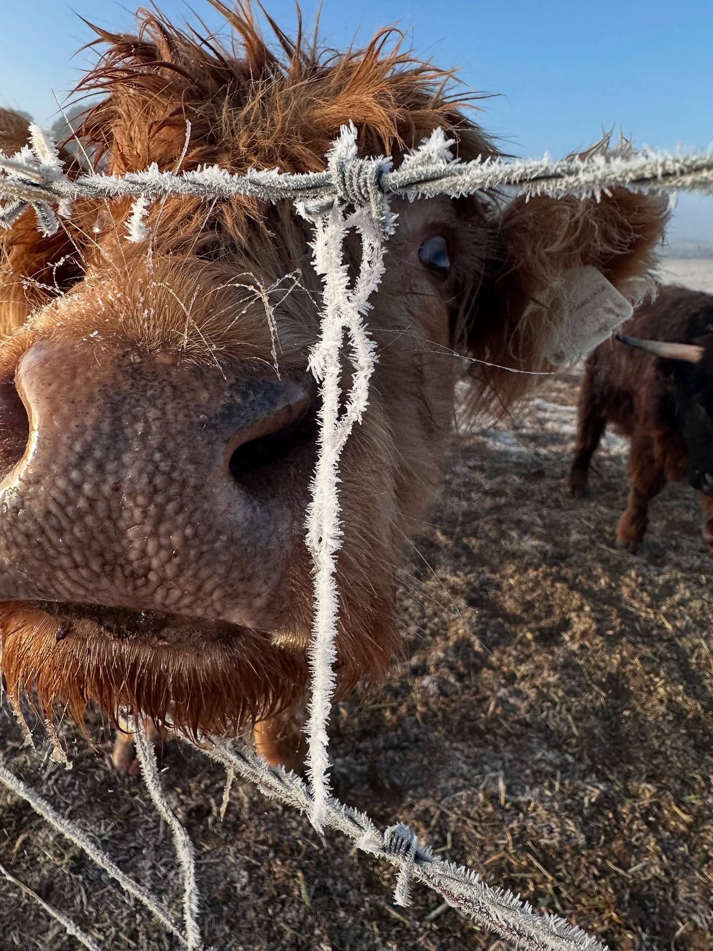 frostyyyyyyyyyyy morning … I hate winter but these guys are in their element!
#chillymorning #winter #highlandcattle