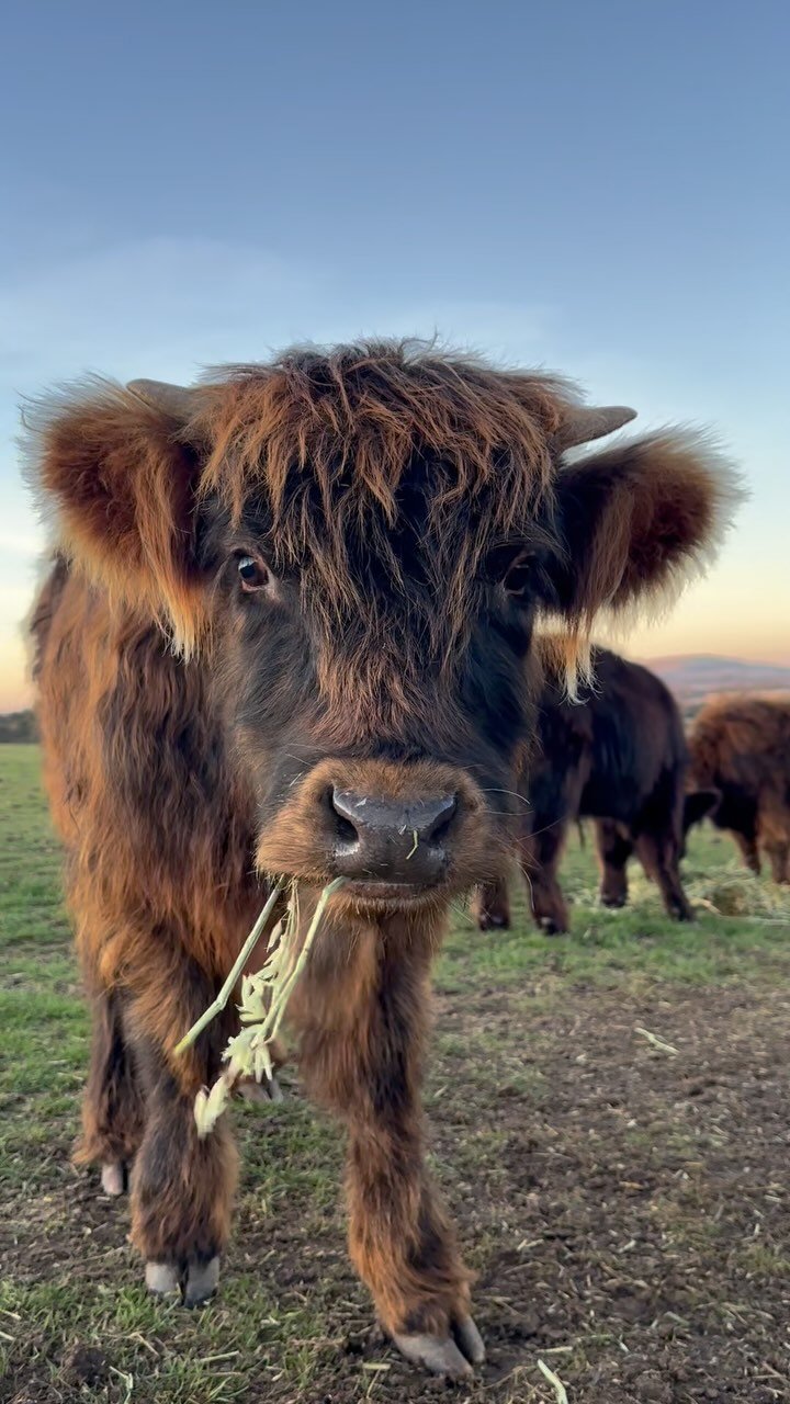 📣📣Special announcement that some of our beautiful calves are up for sale, like these two here Red and Jimmy 🖤🖤
If you or anyone you know is interested please check out our website for more info or send us a message!
#HighlandCattleForSale #hay