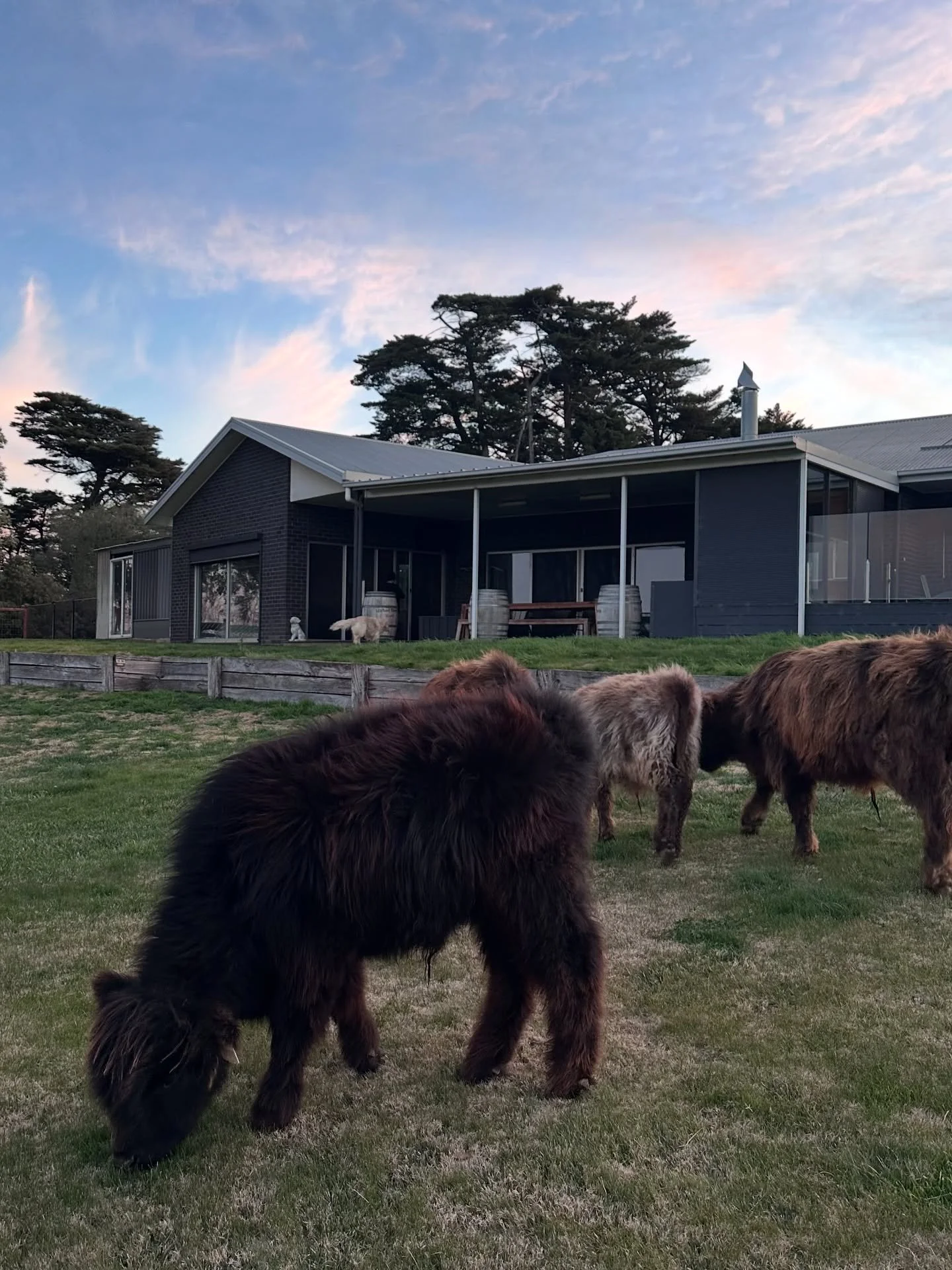 “No mum, I did not let the cows on the front lawn” - me if she asks 🫣