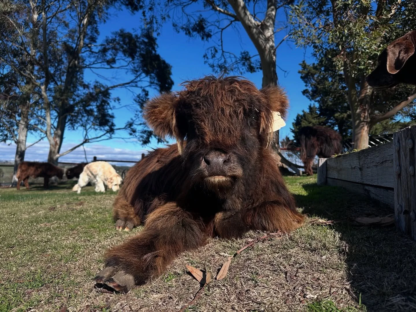 Spud just lounging about until the doggos decided they wanted a kiss 💋
#highlandcattle #petlife #fluffycow #doggolove