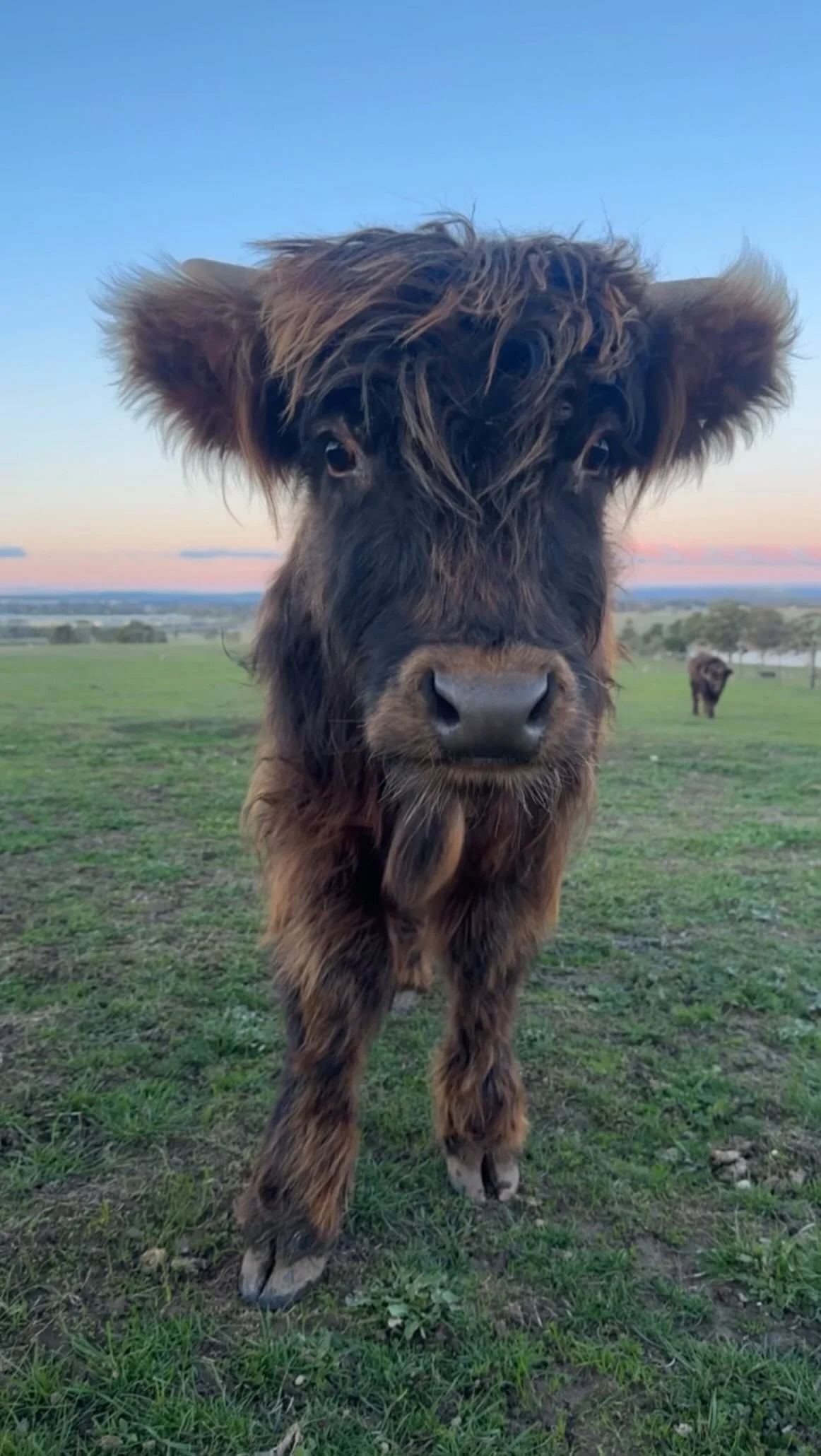Red and Midnight head to their new home together later this week. It’s both so exciting that a new family will get to love them like we have, and bittersweet that they won’t be around anymore :(
#HighlandCattleforSale #petcows #fluffype