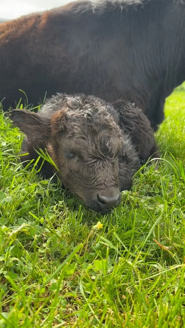 Happy literal BIRTHday to the sweetest lil bub … look at that face, so fresh she hasn’t even dried yet!
🖤🥰🩶💋🤍💕😍💘💗🧁💞