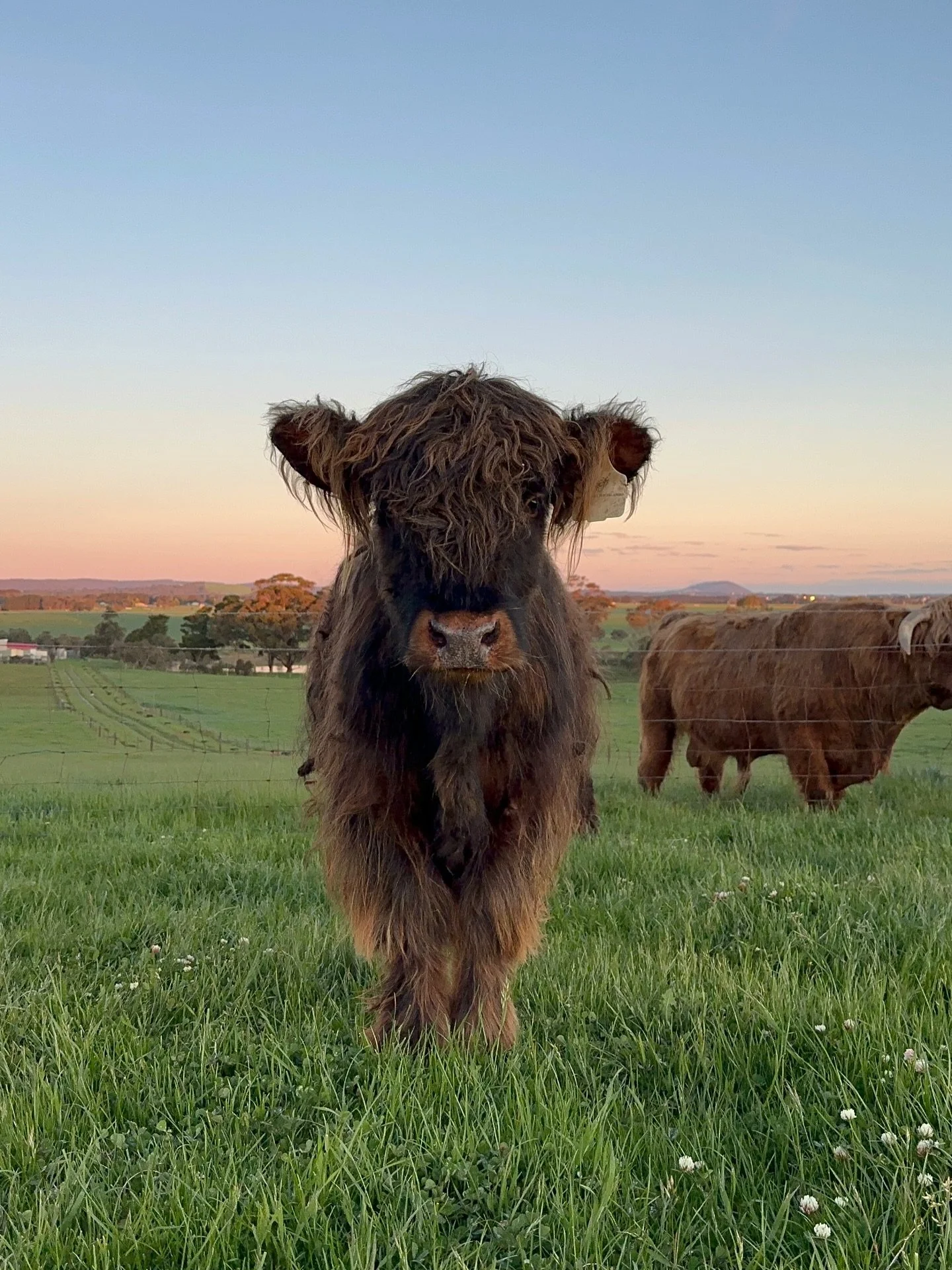 Some recent flicks of these cheeky cherubs