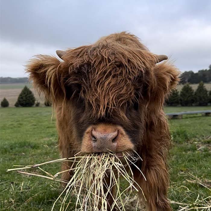 Ginger