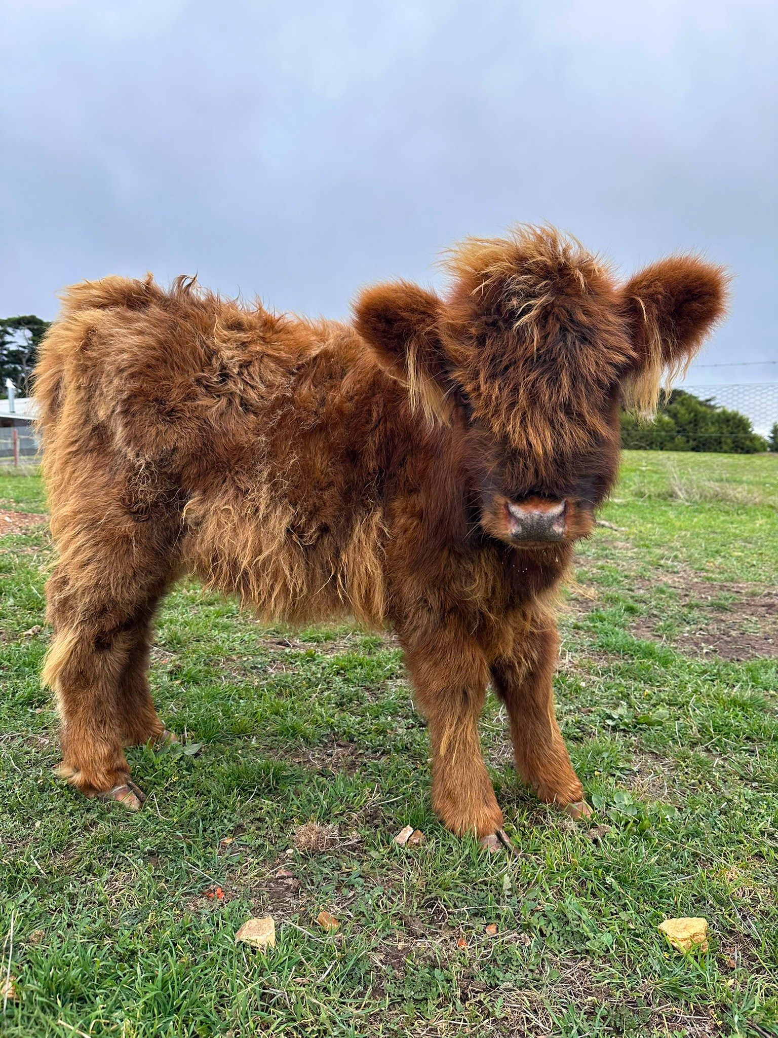 Highland Heifer for sale Ballarat | Hayes Girl Highlands