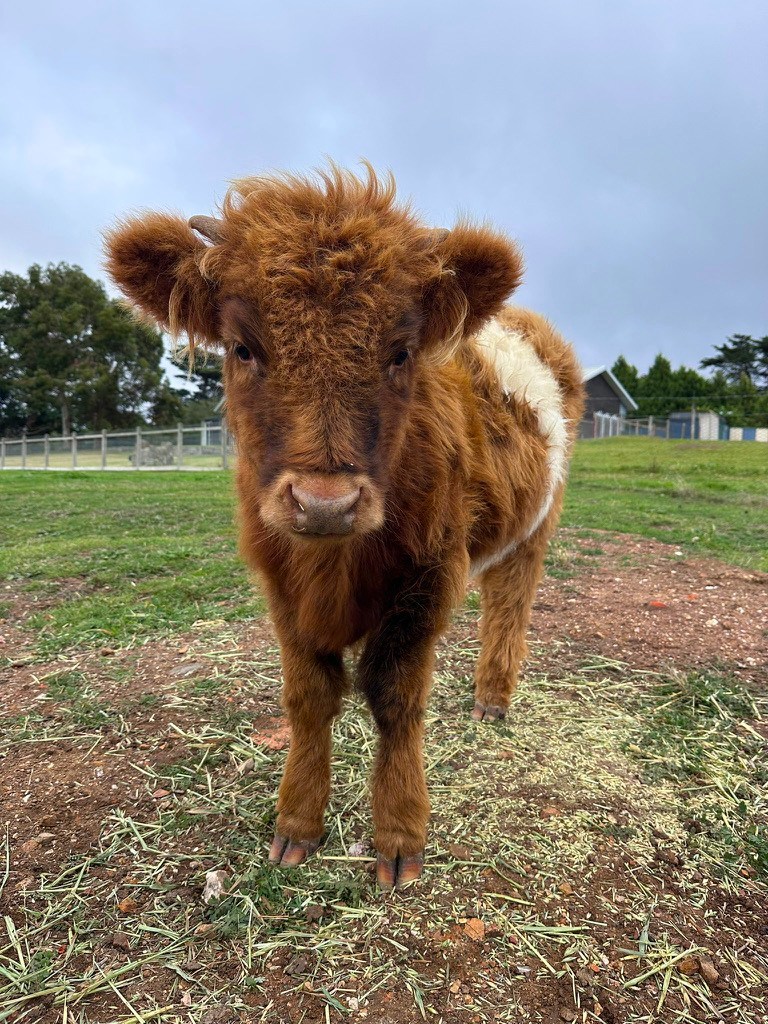 Highland X Galloway Heifer for Sale Ballarat | Hayes Girl Highlands