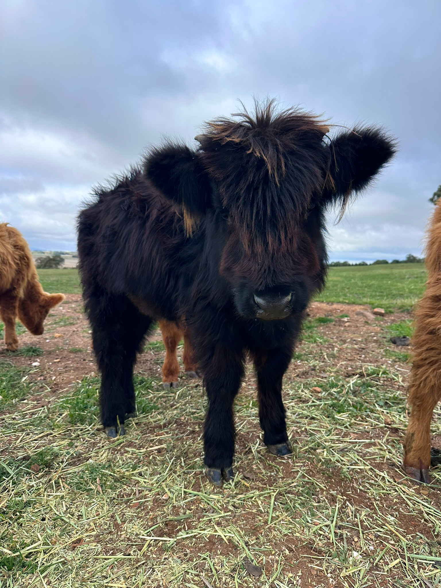 Black Highland Heifer for sale Ballarat |Hayes Girl Highlands