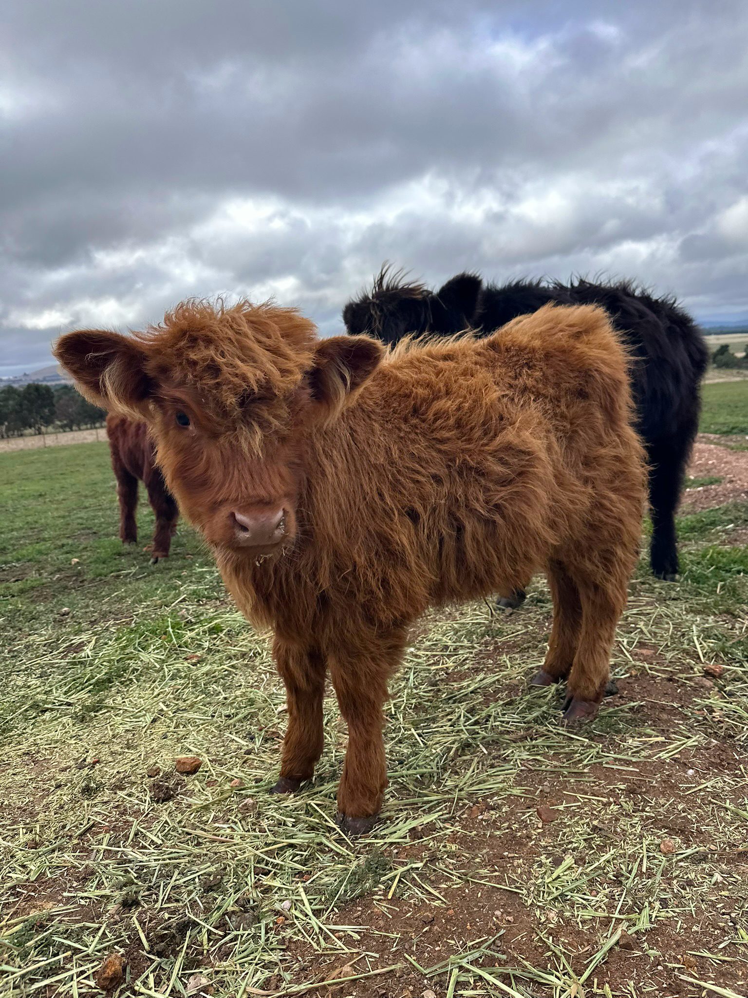Molten the Highland Steer for sale Ballarat | Hayes Girl Highlands