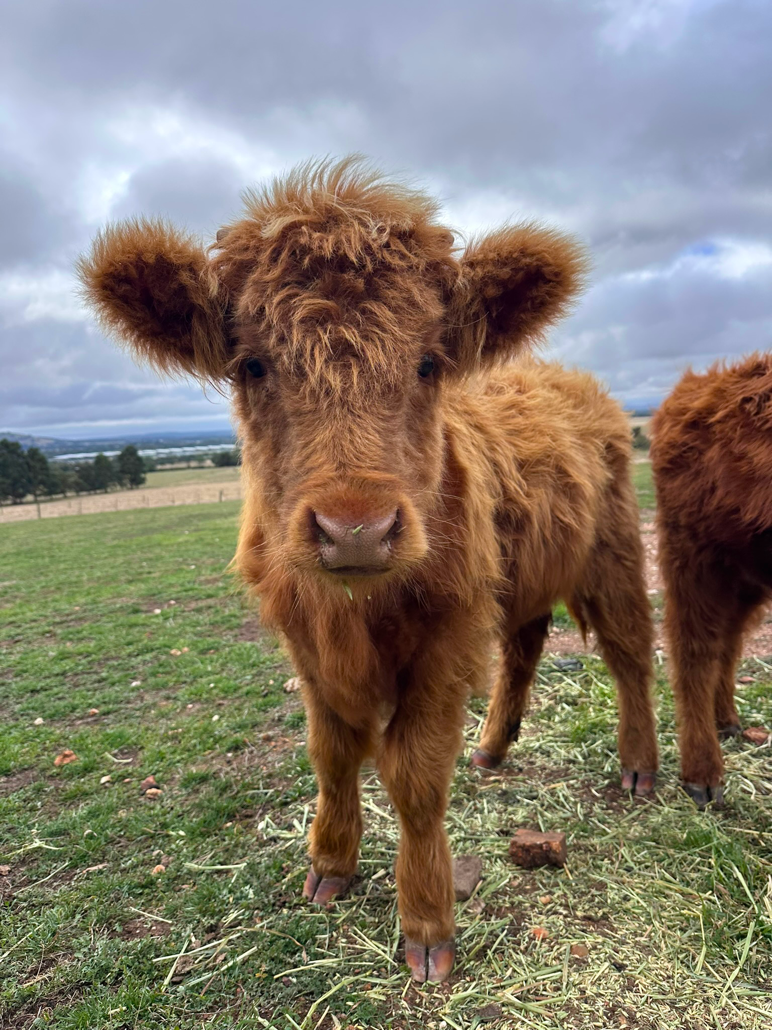 Peaches the Highland Heifer for sale Ballarat | Hayes Girl Highlands