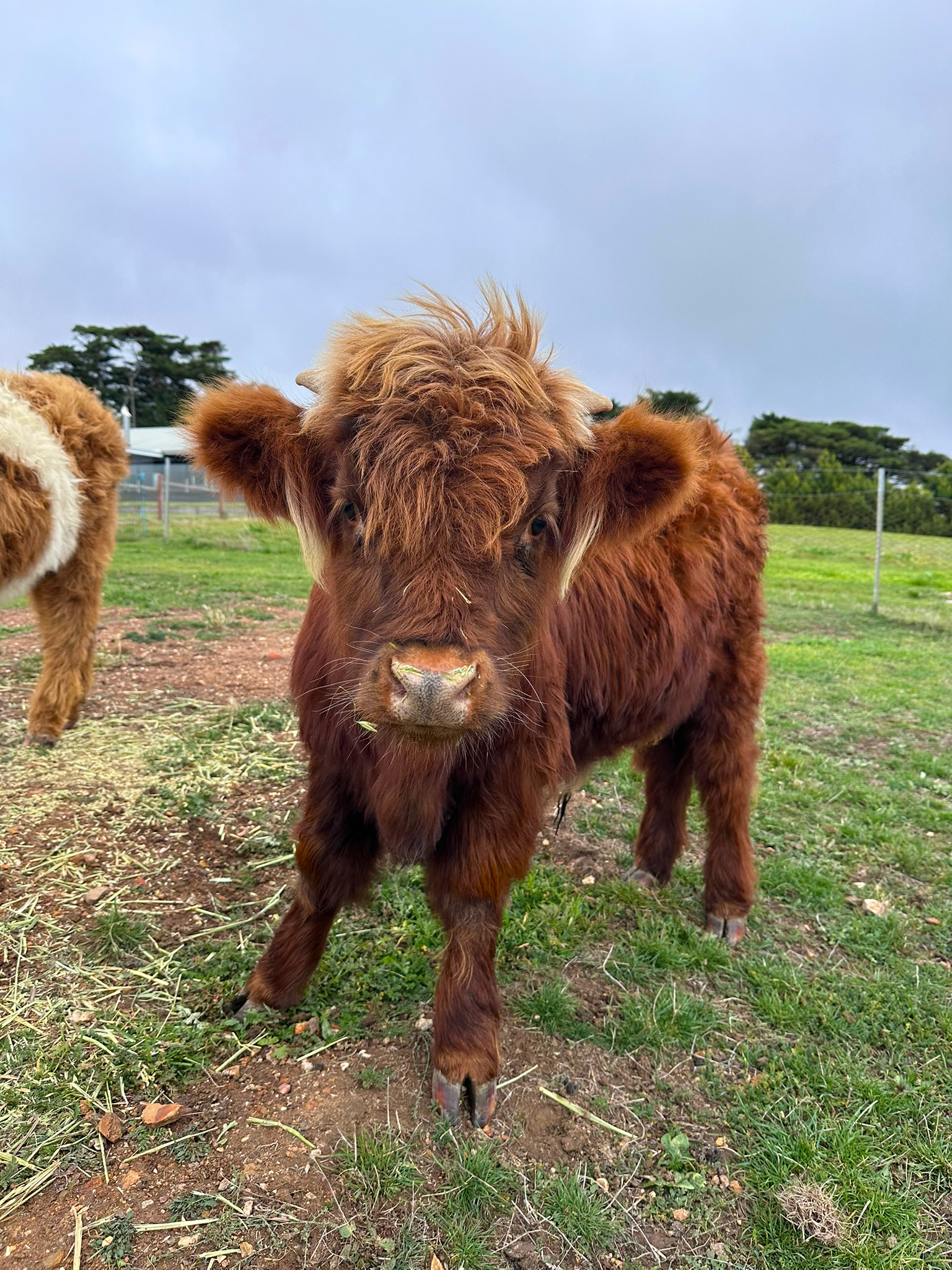 Red Highland Steer for Sale Ballarat |Hayes Girl Highlands