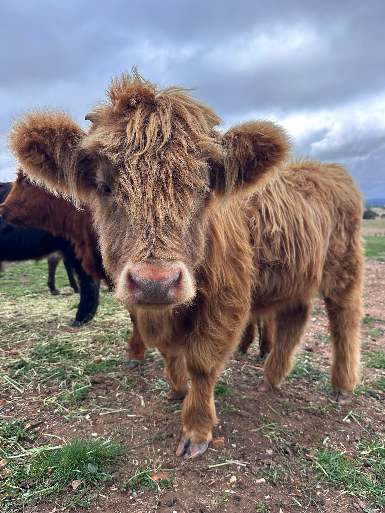 Koala the Highland Steer for Sale Ballarat | Hayes Girl Highlands