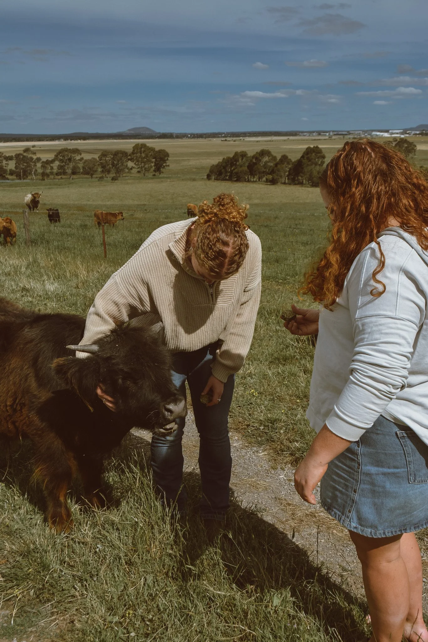 Cuddle a cow Experience at Hayes Girl Highlands